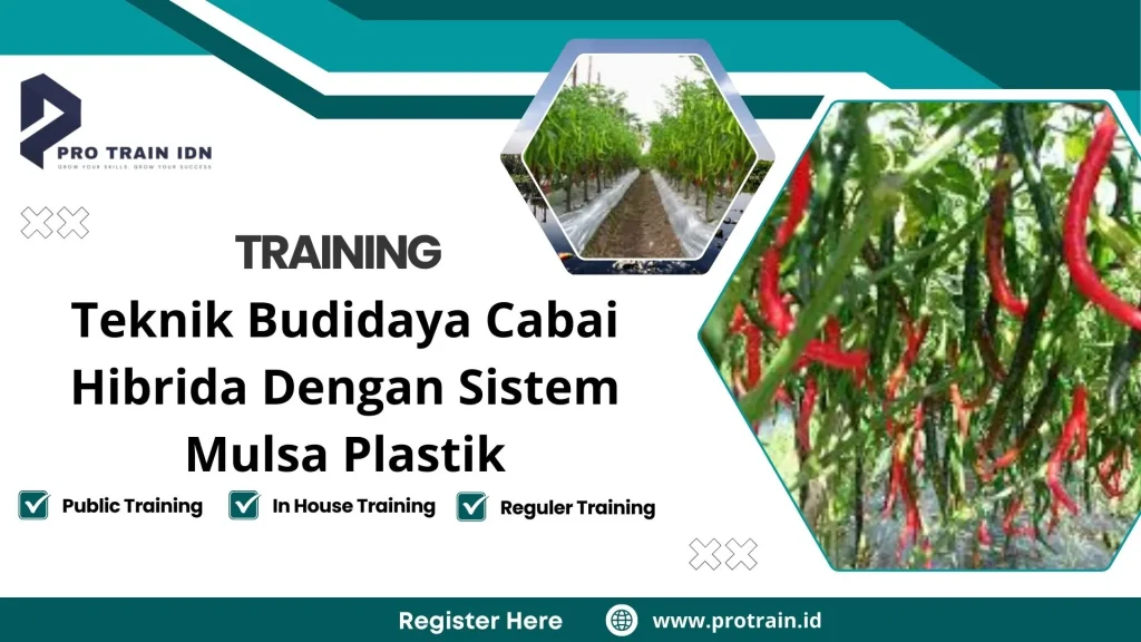 Pelatihan Teknik Budidaya Cabai Hibrida Dengan Sistim Mulsa Plastik