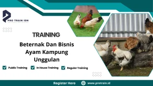 Pelatihan beternak ayam kampung