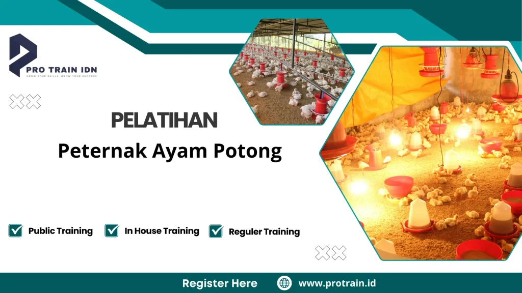 Training manajemen kandang ayam potong