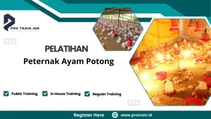 Training manajemen kandang ayam potong
