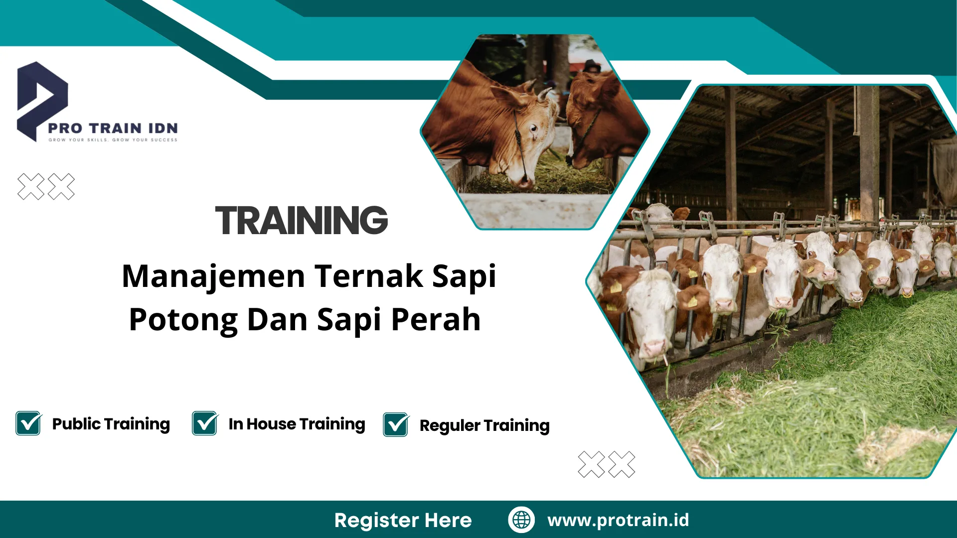 Pelatihan manajemen ternak sapi