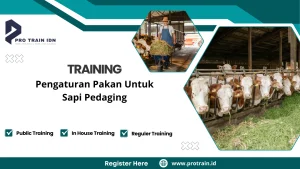 Pelatihan pakan sapi pedaging efisien