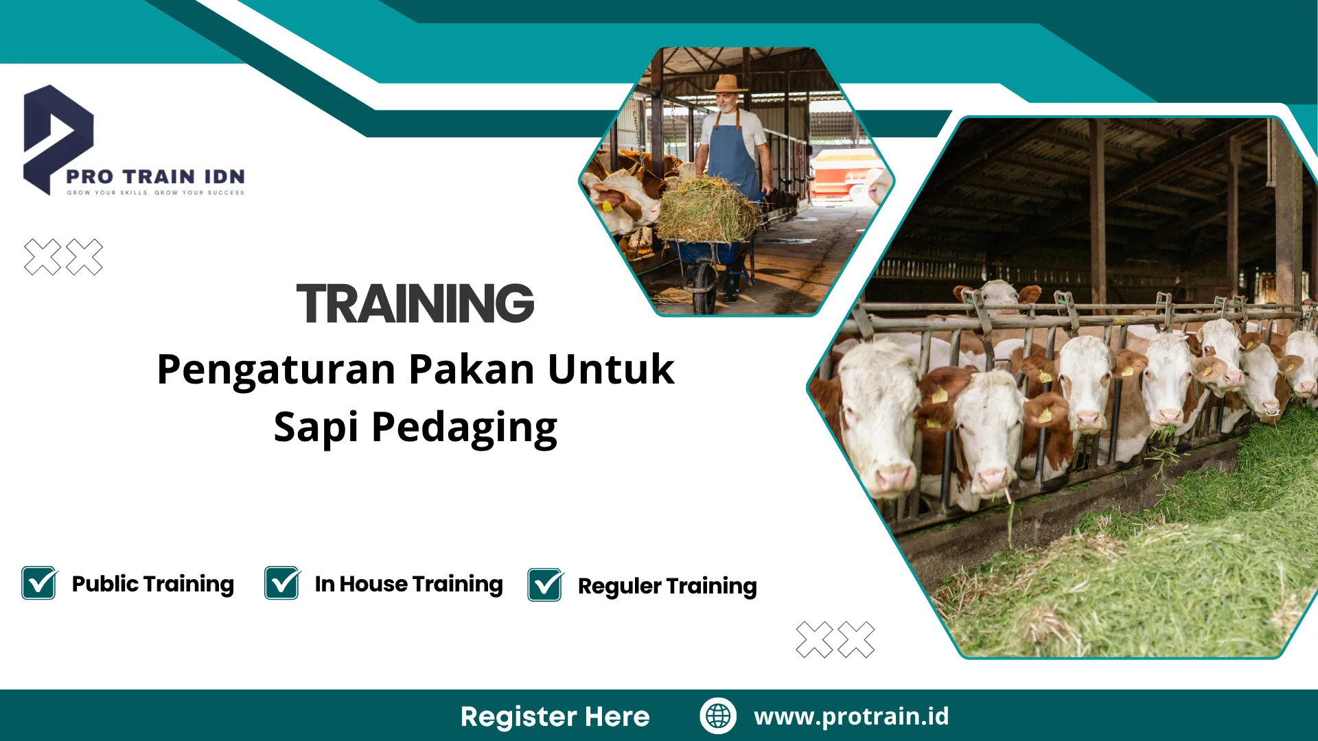 Pelatihan pakan sapi pedaging efisien
