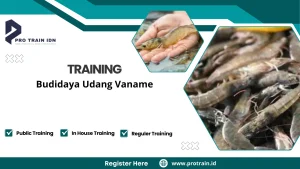 Pelatihan budidaya udang vaname intensif