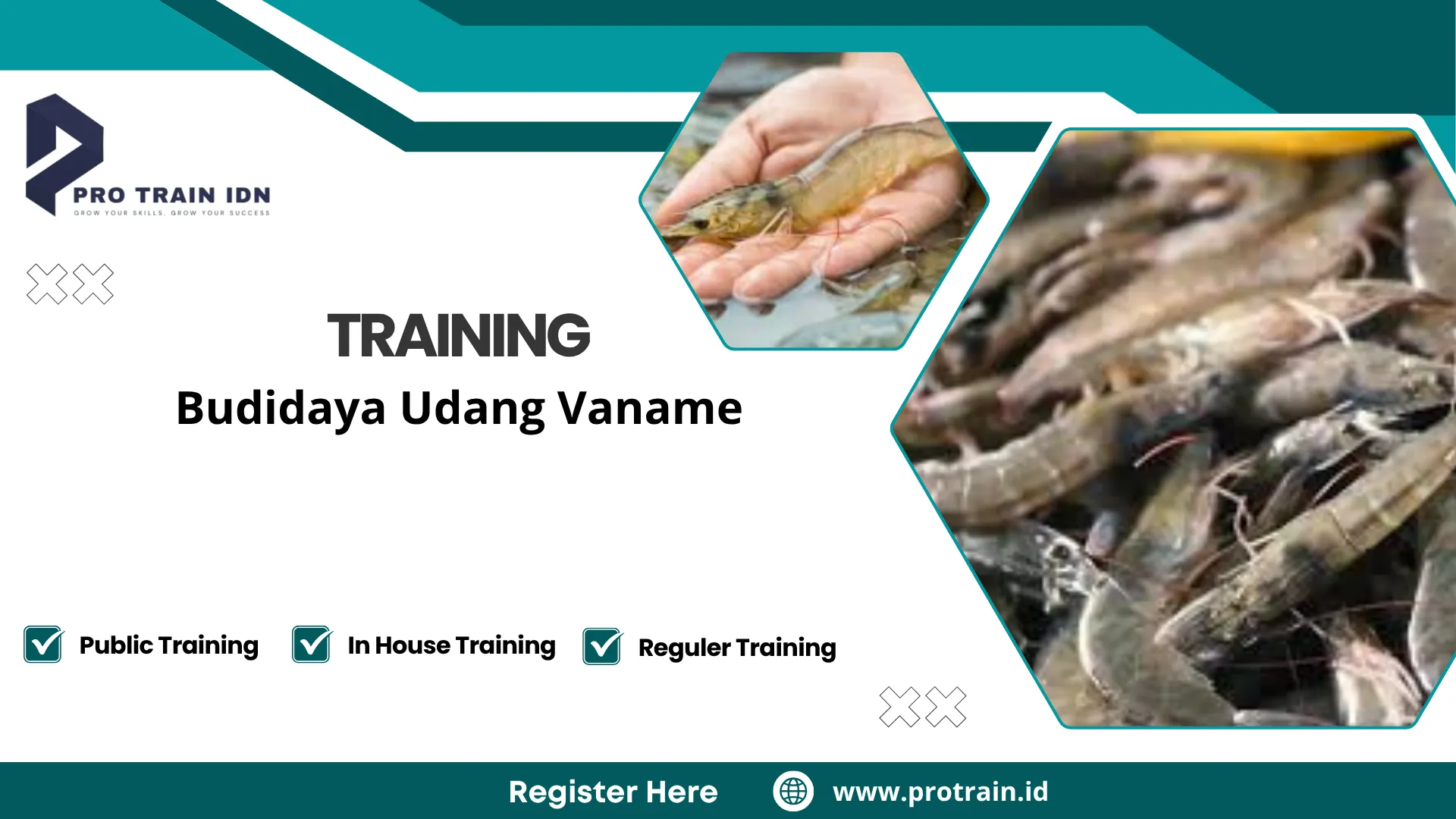 Pelatihan budidaya udang vaname intensif