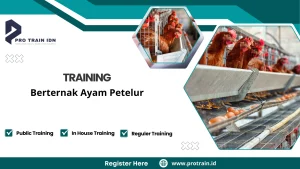 manajemen peternakan ayam petelur