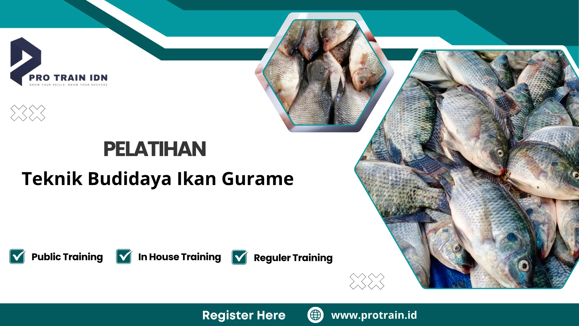 pembudidayaan ikan gurame