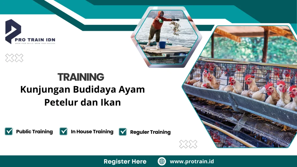 usaha ayam petelur