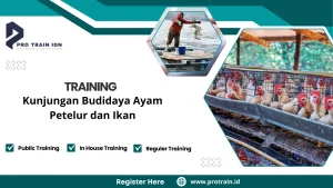 usaha ayam petelur