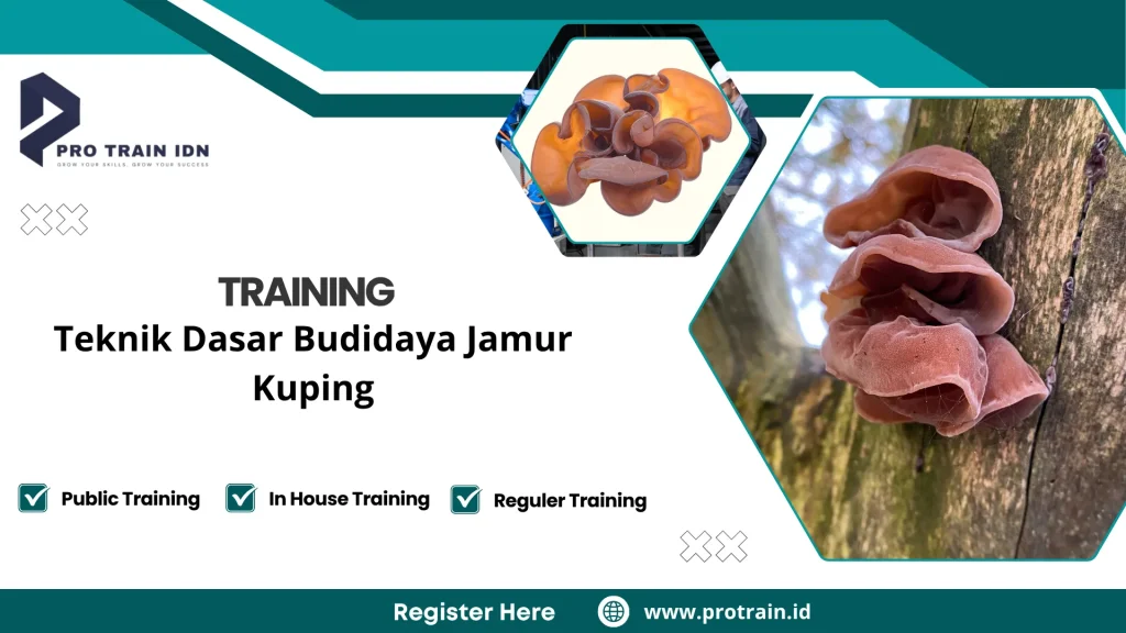 cara menanam jamur kuping