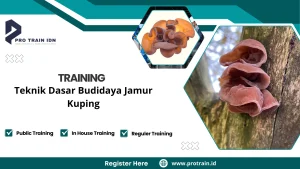 cara menanam jamur kuping